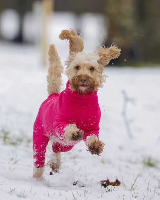 Adele Irwin’s cockapoo Luna plays in the snow during a walk at Sixmilewater Park in Ballyclare in January, after temperatures dropped below freezing for the bulk of the country (Liam McBurney/PA)