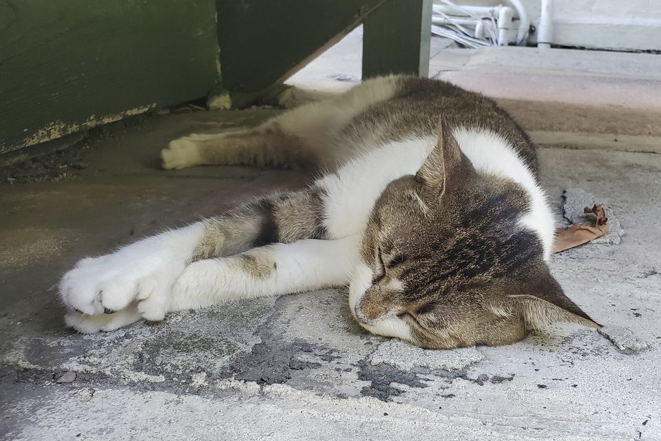 A polydactyl cat at the Hemingway Home & Museum in Key West (David Fischer/AP)