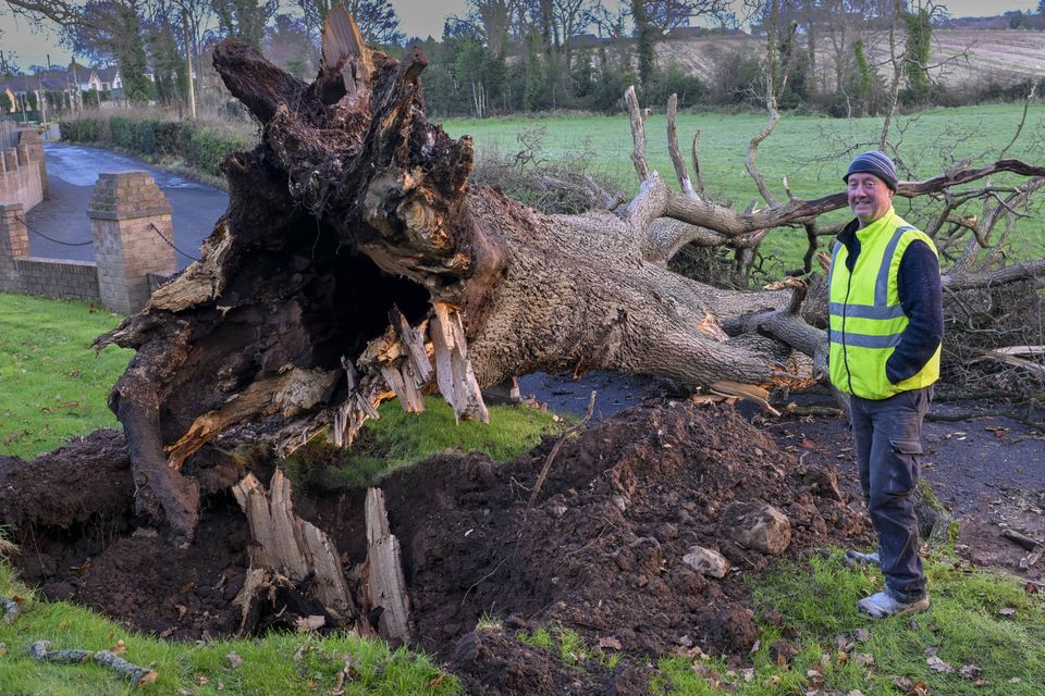 The property owner John O’ Donnell surveys the damage to his garden. John reports the authorities have been and assessed  the damage. Specialist Tree Surgeons are required  to deal with such a massive tree.