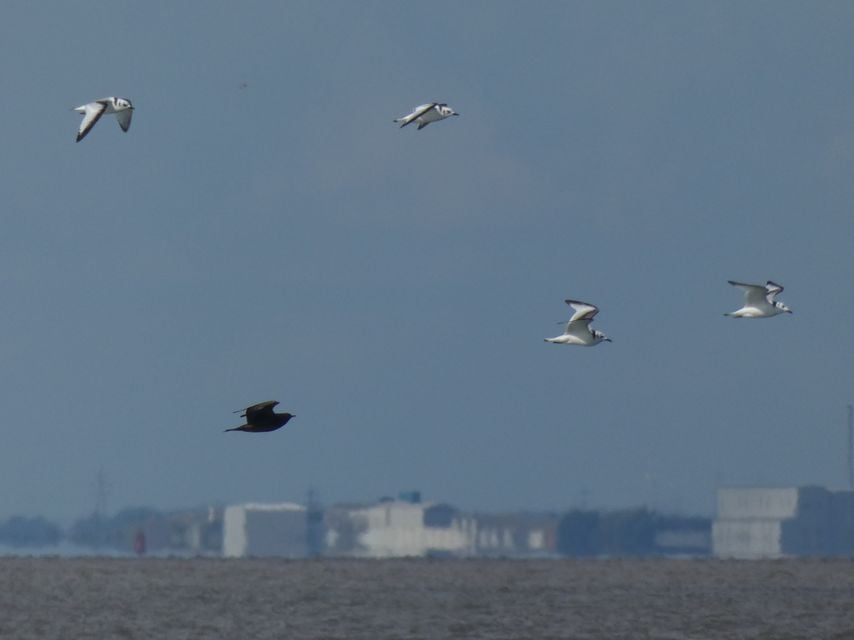 Arctic Skua and Kittiwakes at Spurn Point (Yorkshire Wildlife Trust)