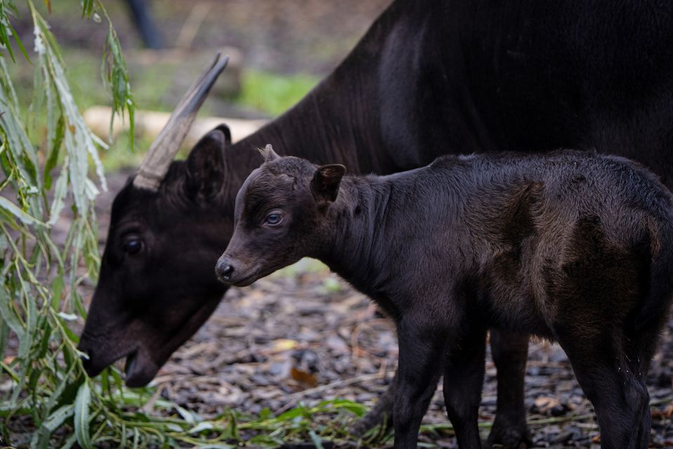 The rare anoa calf is said to be doing well by keepers at Chester Zoo (Chester Zoo/PA)