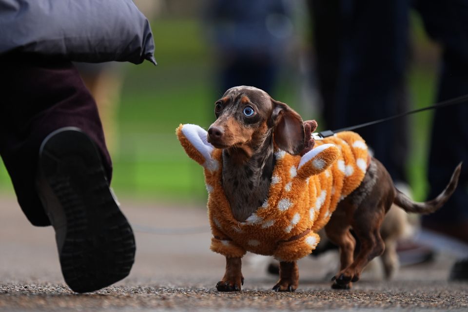 This dachshund appears unsure about what its costume is meant to be (Aaron Chown/PA)