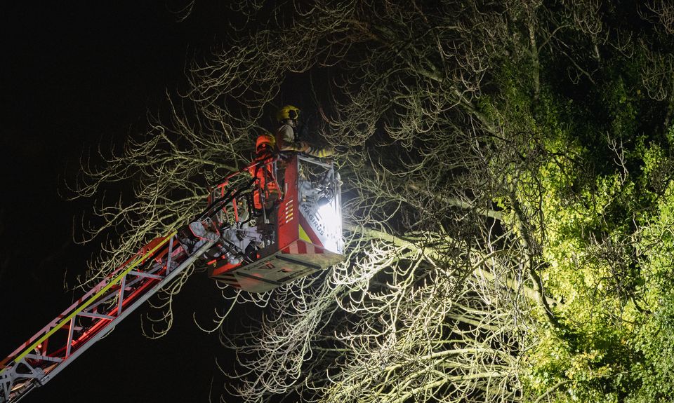 A man is rescued from a tree in west Belfast on January 19th 2025 (Photo by Kevin Scott)
