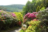 thumbnail: A special day when  the breathtaking rhododendrons and azaleas are in full bloom along the path from Tollymore Forest Park's Aboretum to the Shimna River. Picture by Sam Anderson