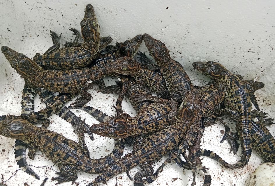 About 1,000 Siamese crocodiles are believed to remain in the wild (Toy Ya/Fauna & Flora via AP)