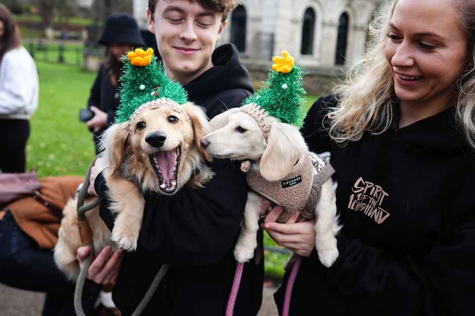 Two dachshunds wear matching Christmas tree hats (Aaron Chown/PA)