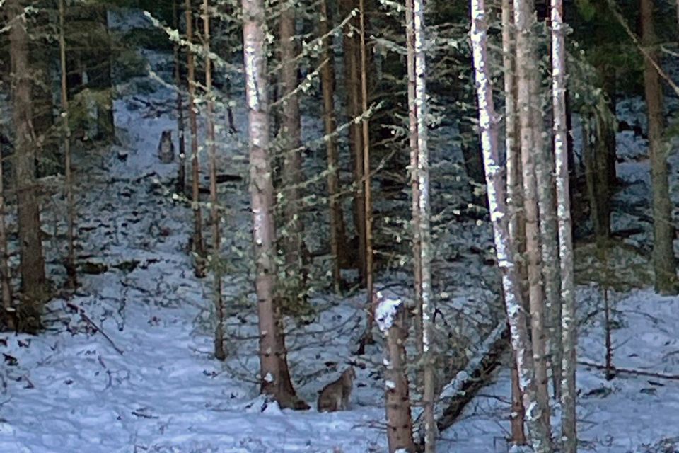 Two lynx were successfully captured in Cairngorms National Park on Thursday after they were illegally released (Royal Zoological Society of Scotland/PA)