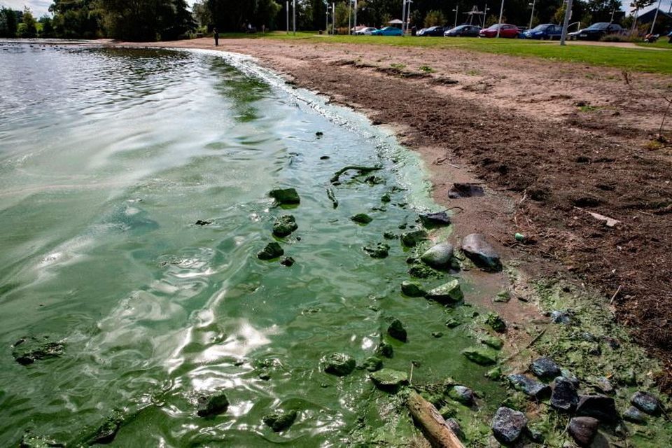 The green algae that covered Lough Neagh last summer.