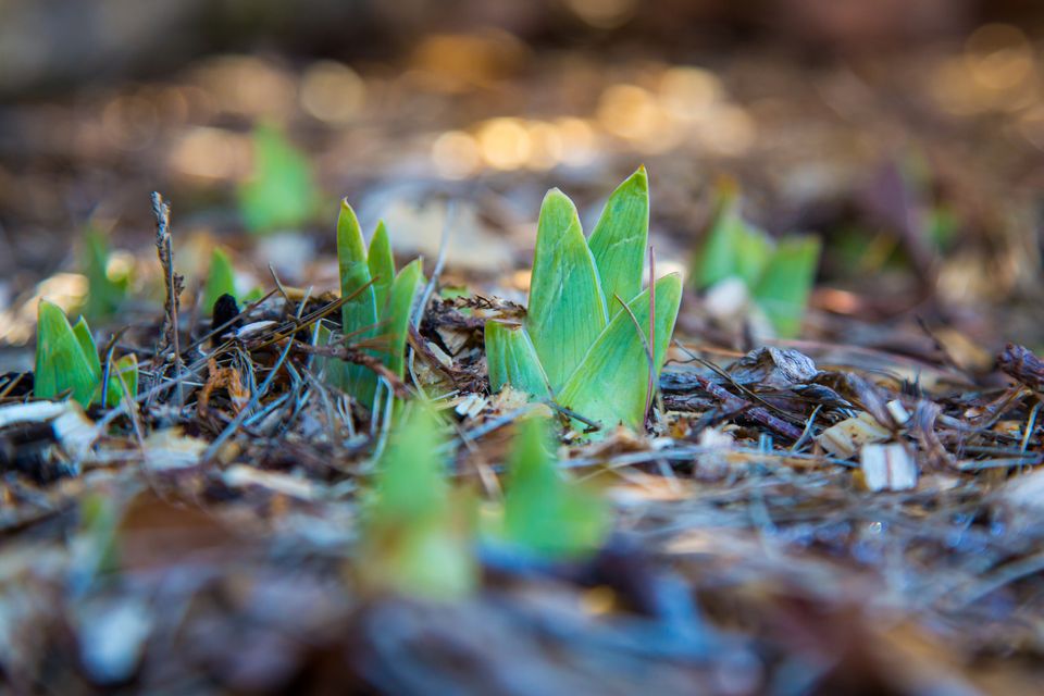 Spring bulbs sprouting in winter 