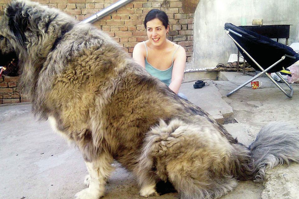 A Caucasian Ovcharka dwarfs its owner
