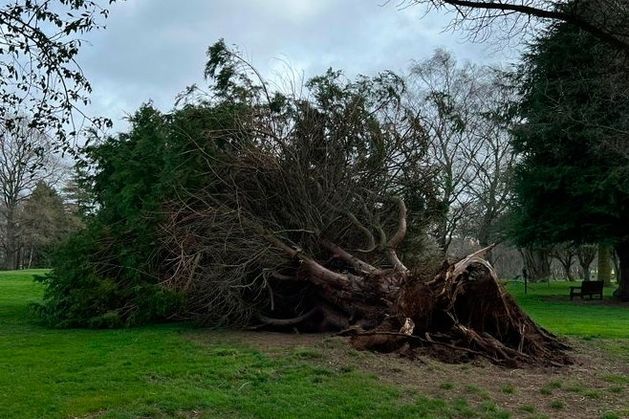 Storm Kathleen: Golfers have lucky escape as tree falls on Belvoir Park fairway