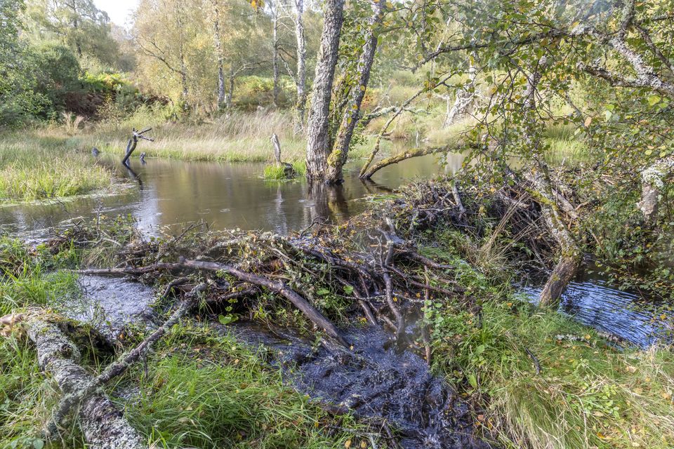 A beaver dam on the Allt Coire an t-Seilich, one of the research sites (Beaver Trust/PA)