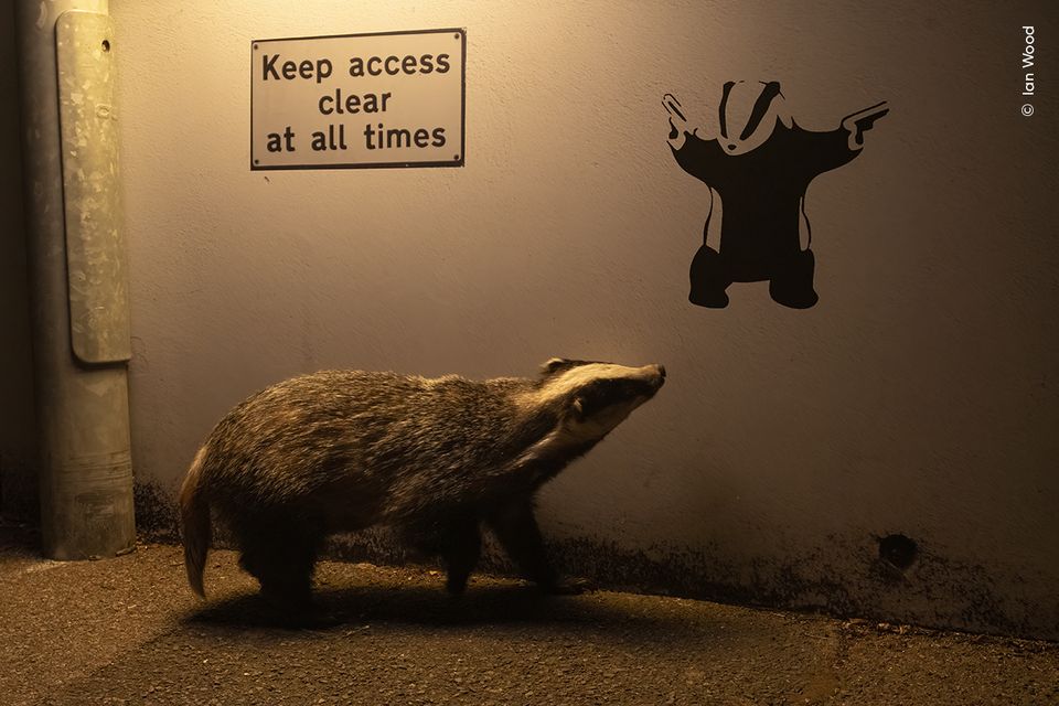 A badger appears to check out badger graffiti on a quiet English road (Ian Wood/Wildlife Photographer of the Year/PA)