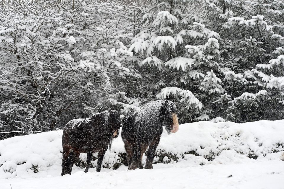 Horses as Snow falls near Divis on the outskirts of West Belfast in Co Antrim  on Tuesday  , as heavy snow falls across the country.
Pic Colm Lenaghan/Pacemaker