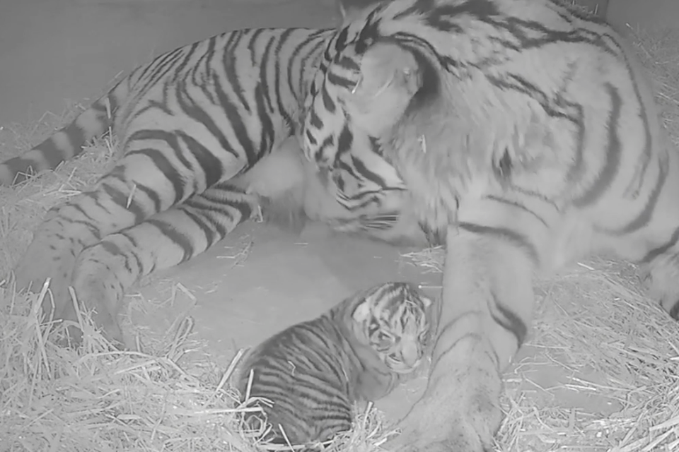 Photographer Captures Tender Moment Between Tiger Mom and Her Cubs