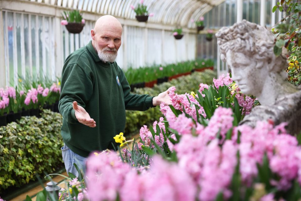 Archie Park, the renowned gardener at Belfast’s Botanic Gardens is retiring after 50 years working in Belfast parks, where he began by cycling every day from Antrim.  Archie’s passion for garnering led him to many countries to enrich his expertise and craft.  Picture by Peter Morrison