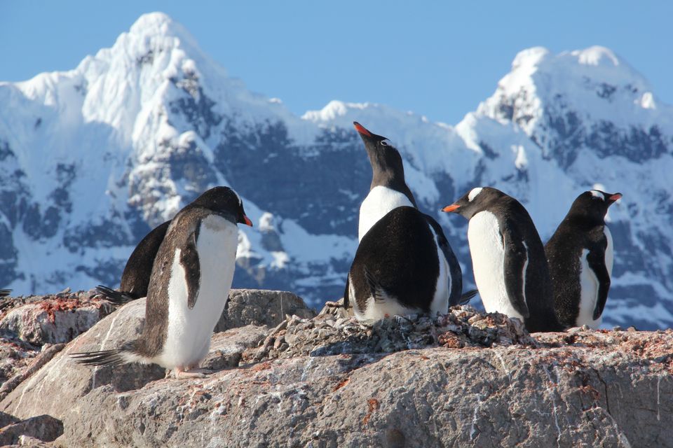 One of the key roles for the team in the Antarctic is monitoring a colony of gentoo penguins (UKAHT)