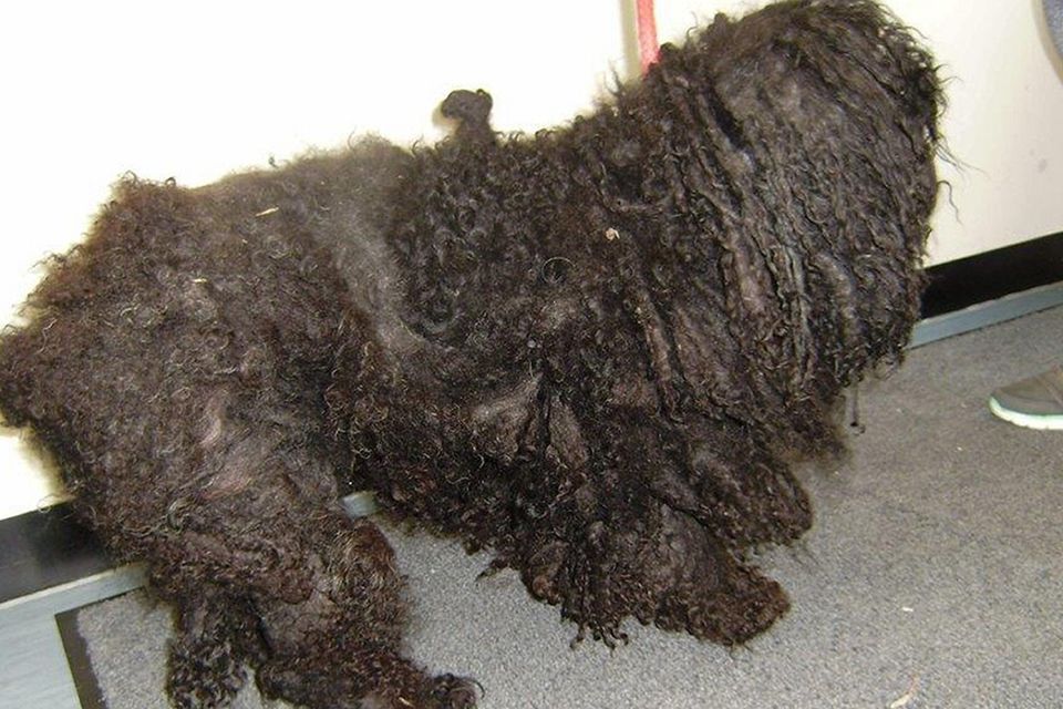 Matted poodle clearance