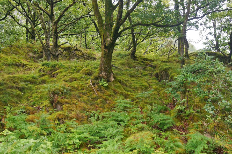 Temperate rainforest habitat used to cover swathes of Britain, the island of Ireland and the Isle of Man (Alamy/PA)