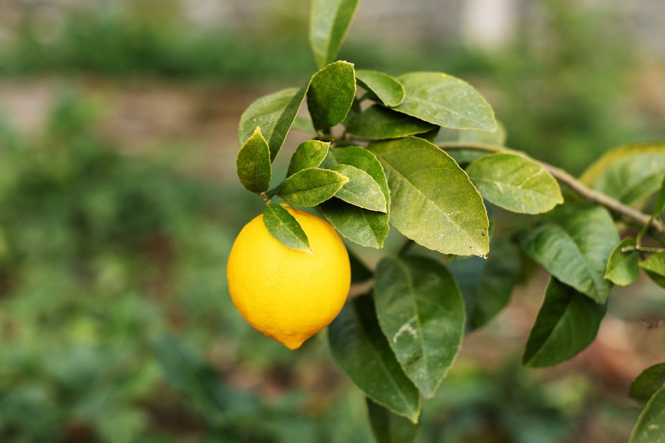 Lemon tree