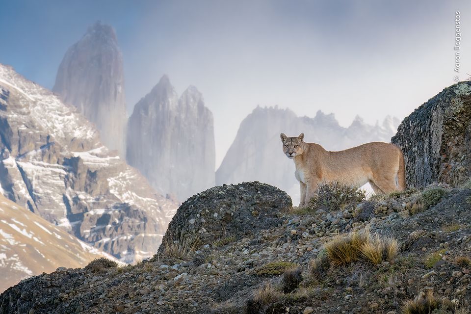 A puma stands on rocks in Torres del Paine National Park, Chile (Aaron Baggenstos/Wildlife Photographer of the Year/PA)