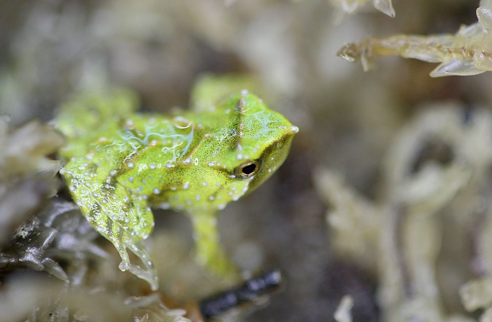 The survival of the Darwin’s frog could depend on safe refuges like the one London Zoo has provided (Benjamin Tapley/ZSL)