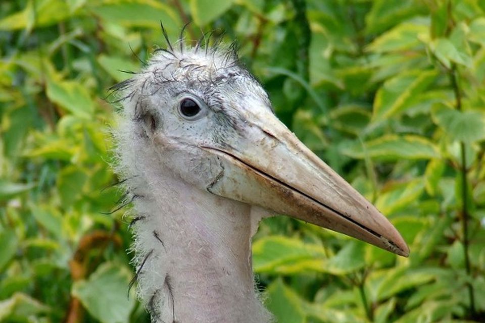 Keepers at Paignton Zoo are celebrating the birth of 'the world's ugliest bird' - a marabou stork chick