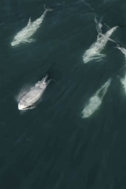 A cluster of dolphins across Carmel Bay, California (Evan Brodsky/Monterey Bay Whale Watch via AP)