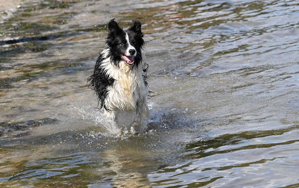 12th August  2024
Alan Rinchey with his Collie Riley  pictured at Hazelbank in Newtownabbey .
Mandatory Credit /Stephen Hamilton
