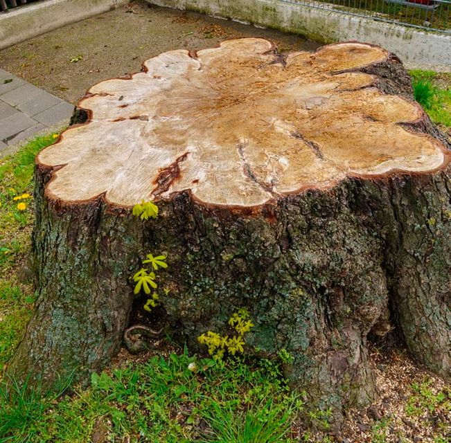 Tree stump