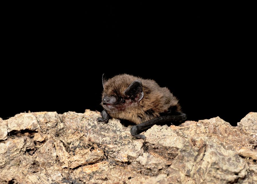 Bats struggled due to a lack of insect prey (Hugh Clark/National Trust/PA)