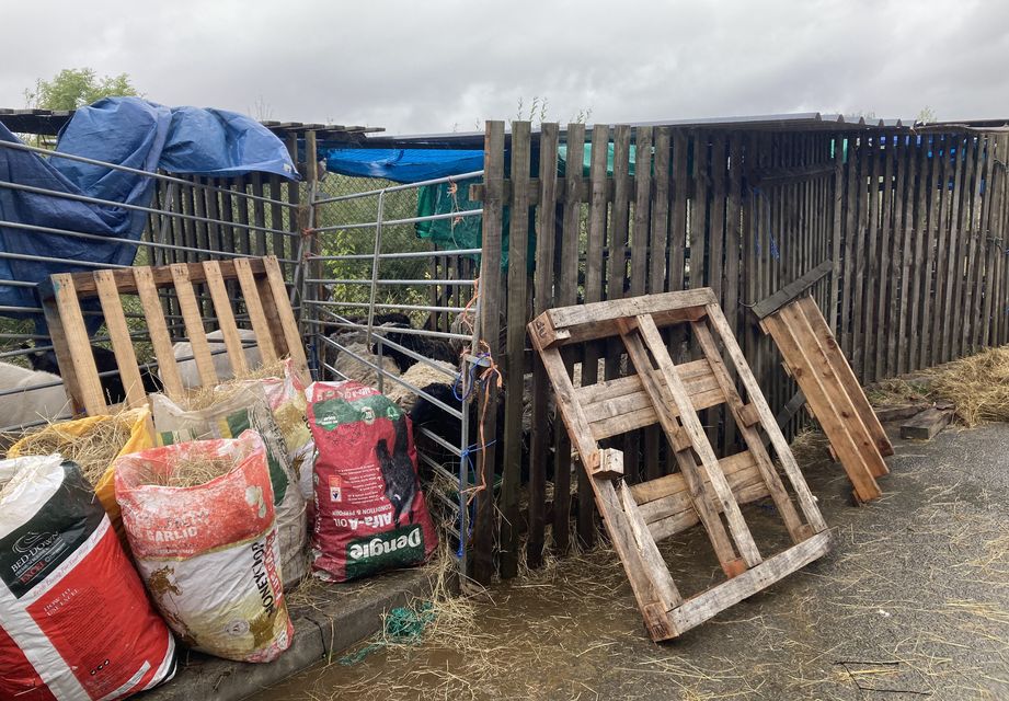 Animals in temporary pens after flooding (Jordan Reynolds/PA)