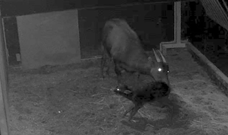 The birth of rare anoa calf Kasimbar was captured by hidden cameras at Chester Zoo (Chester Zoo/PA)