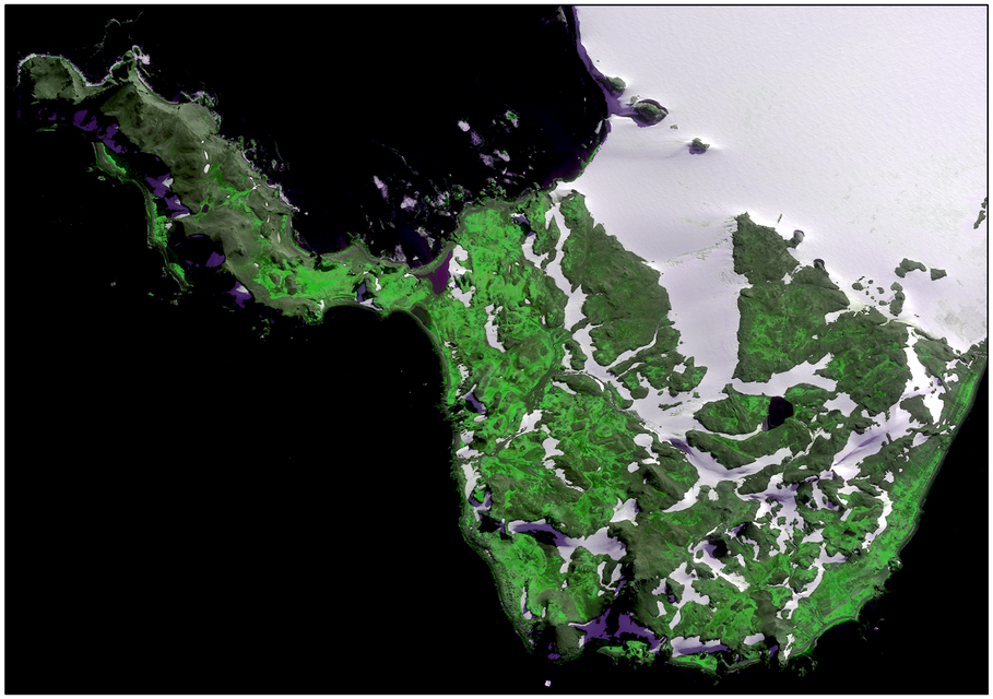 A satellite image of Robert Island, in the Antarctic Peninsula, showing areas of vegetated land in bright green (WorldView-2/DigitalGlobe/PA)