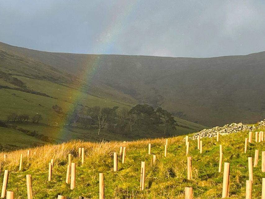 Trees planted at Creg y Cowin on the Isle of Man to restore temperate rainforest (Andree Dubbeldam/PA)