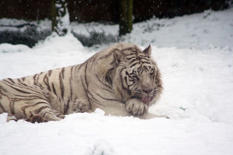 Belfast Zoo tiger dies | BelfastTelegraph.co.uk