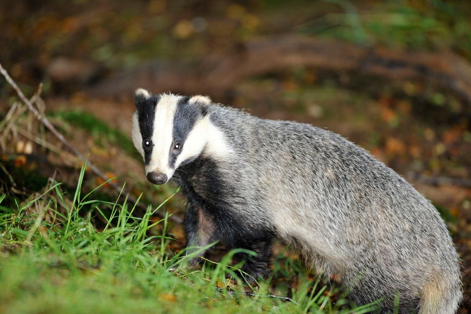 USPCA in appeal to the public as badger baiting season looms