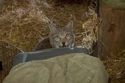 The lynx already captured are now in quarantine (RZSS/PA)