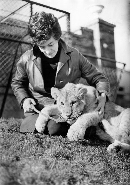 March 1968: Lynda Swinterton (20), from Ballyclare, gets to know five-month-old "Liza," a lioness cub, at Bellevue Zoo, Belfast