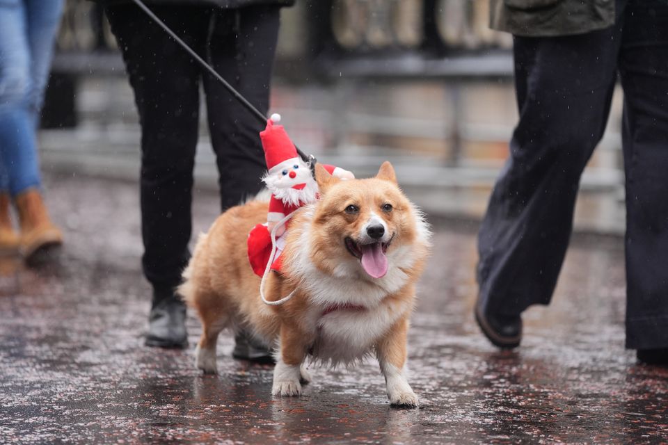 A participant at a soggy corgi Christmas jumper parade in central London on Saturday (Yui Mok/PA)