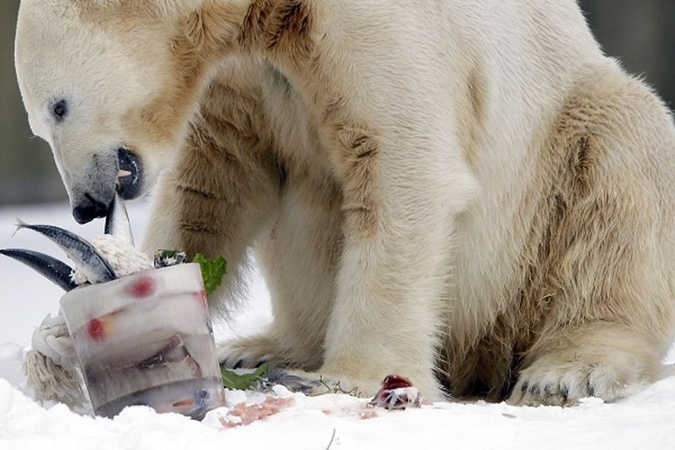 Polar bear Knut at Berlin Zoo. Experts have confirmed the star bear died from drowning in his enclosure (AP)