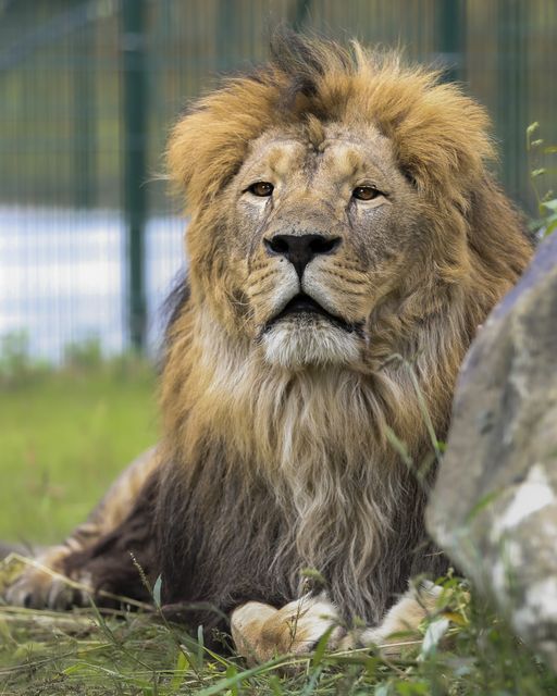 Male lion Rori is in a temporary home in Belgium (The Big Cat Sanctuary/PA)