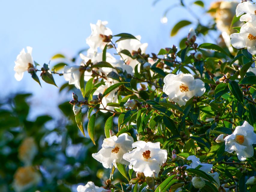 Camelias are flowering early this winter (Hilary Daniel/PA)