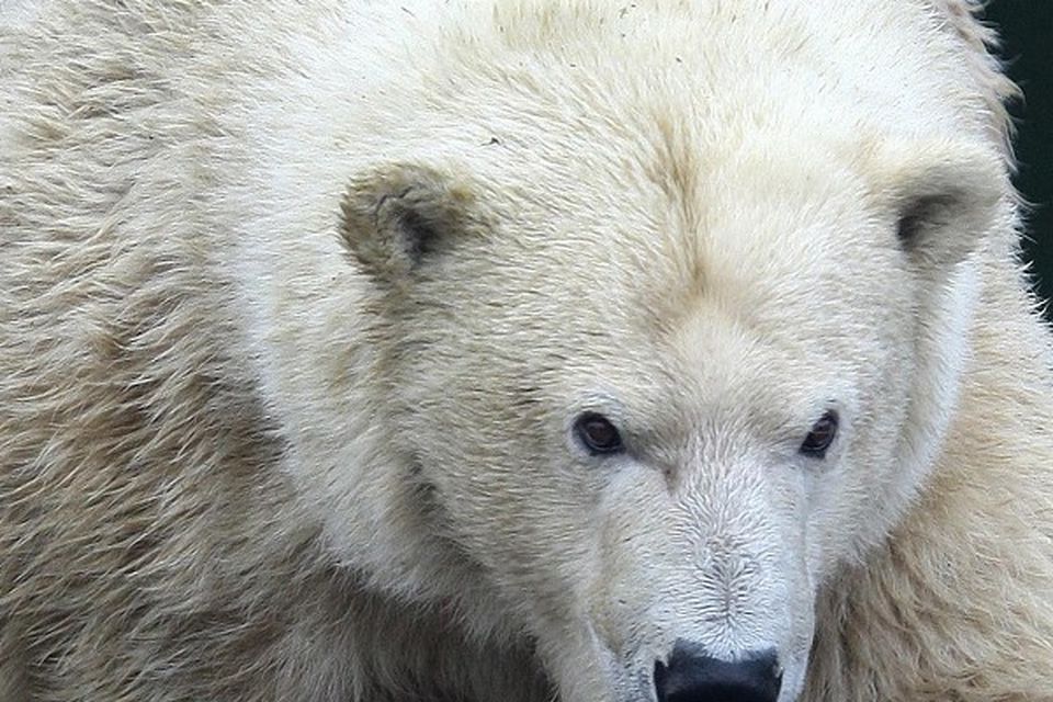 British teen killed by polar bear | BelfastTelegraph.co.uk