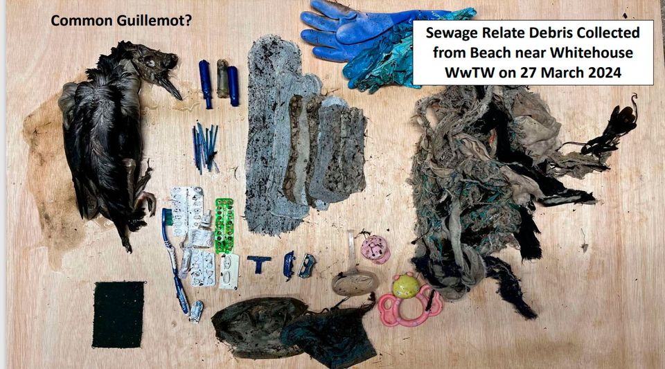 Some of the sewage related debris collected close to Whitehouse waste water treatment works.