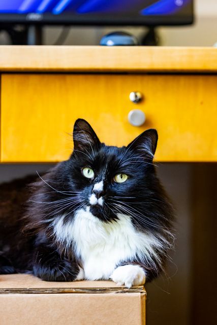 Marley was recognised for the way he helps people staying at Caritas Bakhita House in London (Ciaran McCrickard/Cats Protection/PA)