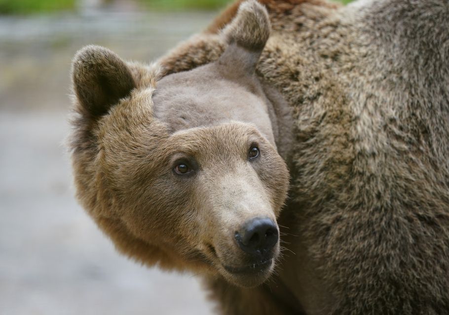 Six weeks after two-year-old brown bear Boki underwent pioneering, life-saving brain surgery, experts say he is making a ‘very encouraging’ recovery (Gareth Fuller/PA)