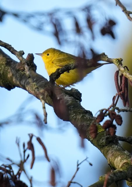 The yellow warbler from North America sits in an alder tree near New Hythe in Kent (Gareth Fuller/PA)