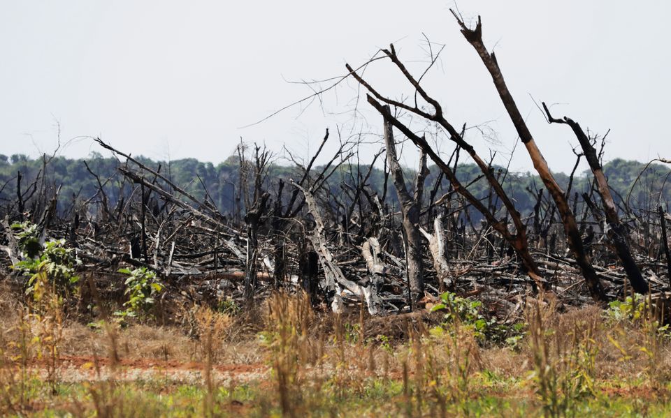 Recently burned forestland in Mato Grosso, Brazil (Suzie Hubbard/WWF-UK/PA)