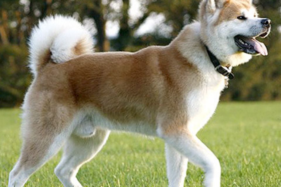 are japanese akita banned in the uk